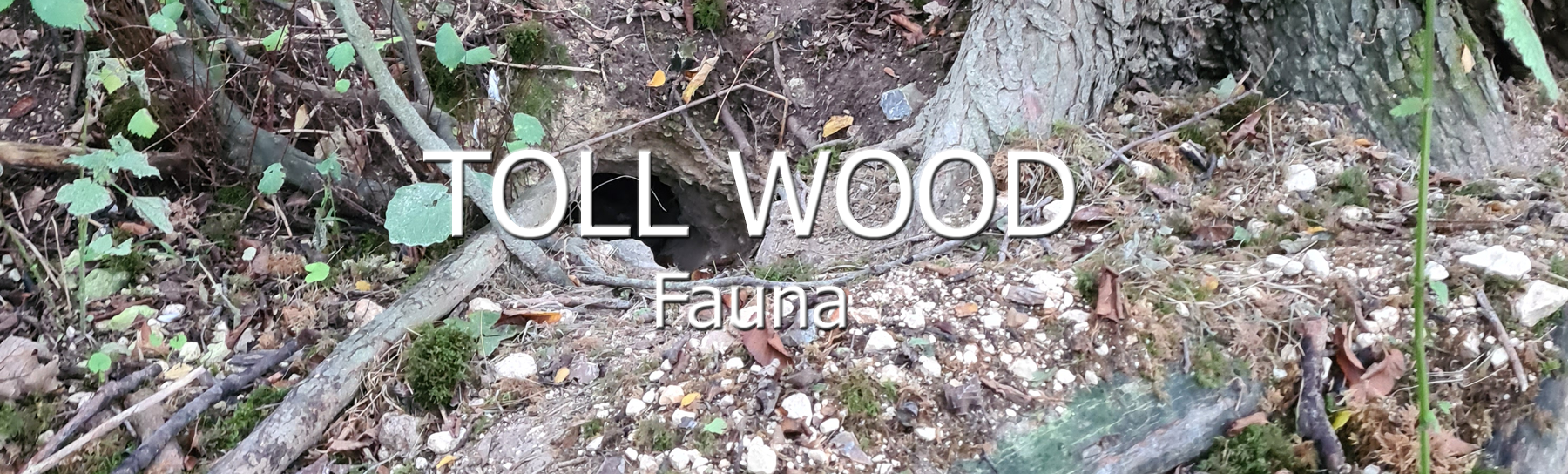 Toll Wood Fauna - Birds and Mammals found in Toll Wood